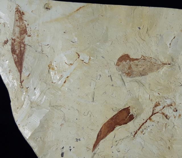 Fruchtstand indet. & Daphnogene polymorpha ETTINGSHAUSEN 1851 - Bild © FossNet FossilienStore